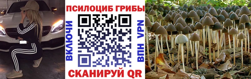 Галлюциногенные грибы GOLDEN TEACHER  Торопец 